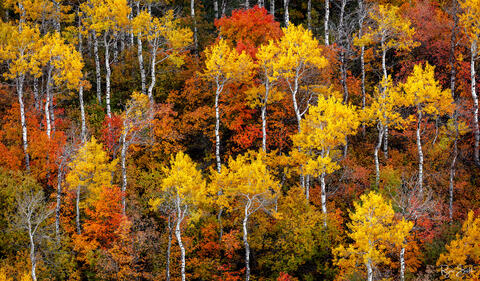 Forest is seen from above with many aspens with bright yellow leaves and white trunks and other trees with red and orange leaves.