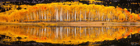 A grove of aspen trees with tall, thin trunks and bright yellow leaves is perfectly reflected on a still pond in this ultrawide panoramic image.