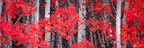 Aspen tree trunks are seen up close with red leaves on the branches leaving the image full of red leaves and white trunks.