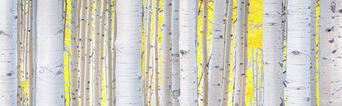 Aspen Yellow