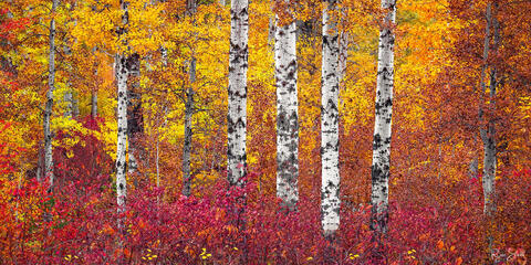 Panoramic image contains aspen trees with their white trunks and bright yellow leaves glow brightly above the red brush below on the forest floor.