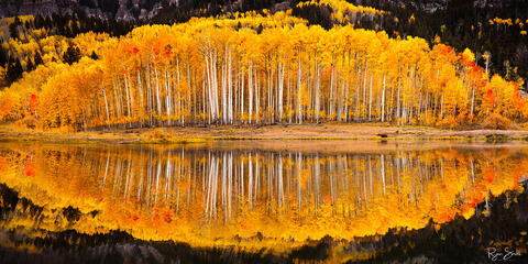 A grove of aspen trees with tall, thin trunks and bright yellow leaves is perfectly reflected on a still pond in this panoramic image.