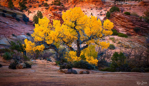 Large tree with a dark trunk and branches is full of vibrant yellow leaves in fall and sites in a canyon with red rock walls.