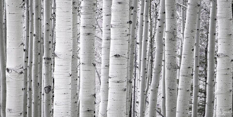 A dense forest grove of white aspen trees and aspen trunks are seen close up with no leaves left as an abstract panoramic photo.