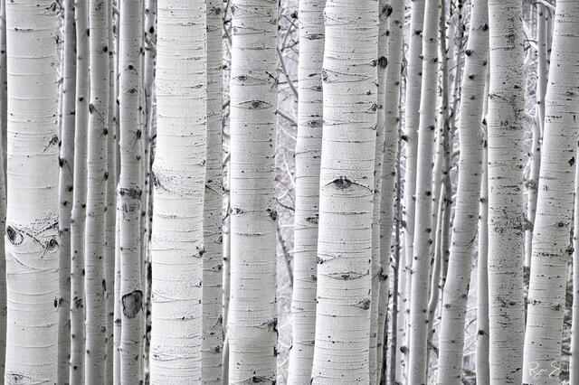 Aspen White  