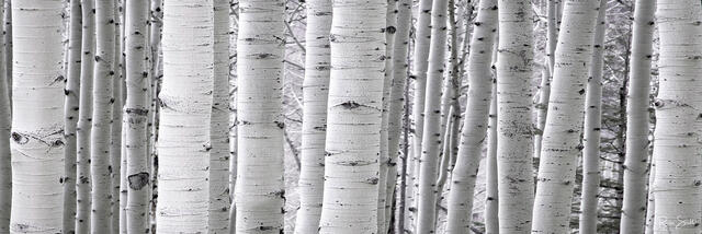Aspen White Pano