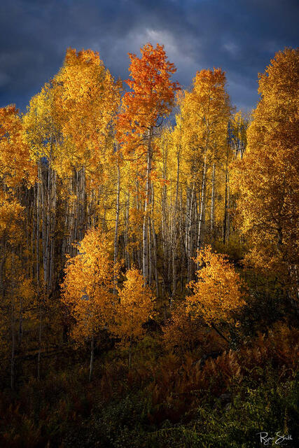 Aspen trees are seen with dark gray clouds in the sky and sunlight shining on them lighting up their vibrant yellow and orange leaves. 