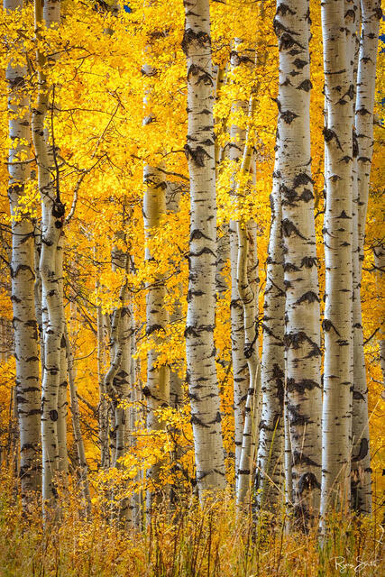 Bright yellow aspen trees and white tree trunks seen are seen up close with tan grasses on the forest floor in a vertical art print.