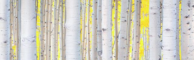 Aspen Yellow