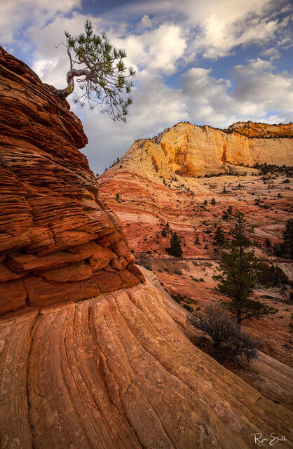 A bonsai tree grows off the edge of a layered rock face in a canyon with sandstone walls with a blue sky with white clouds.