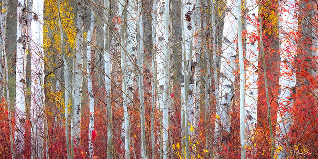 White aspen tree trunks are shown close up in an aspen grove with only a few yellow leaves on the trees and red underbrush in a panoramic format.