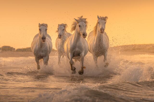 White Horses of Camargue - ICONS of France Photography Workshop
