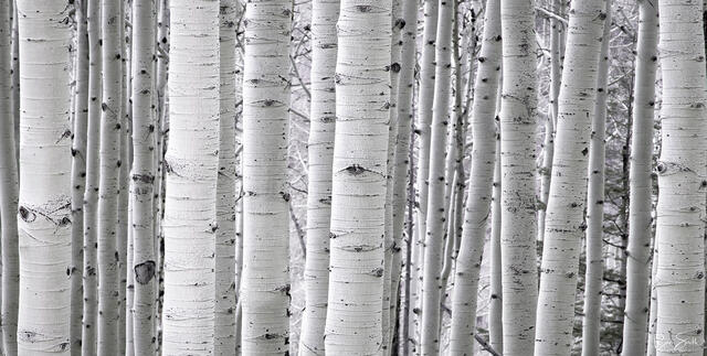 Aspen White