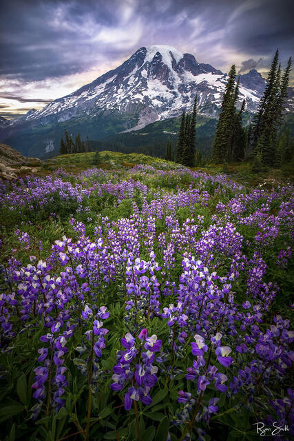 Mount Rainier is seen in the background behind a mountain skyline with dramatic clouds just over a orange sunset sky, and a meadow of purple wildflowers.
