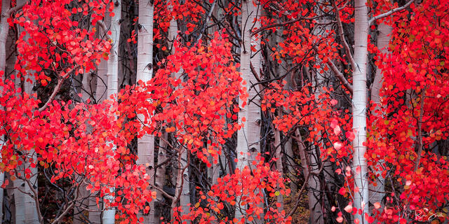 Aspen tree trunks are seen up close with red leaves on the branches leaving the image full of red leaves and white trunks.