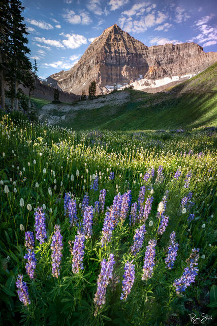 Meadow of wildflowers in purples, reds, and pinks sits in front of a mountain with layers of stone striations.