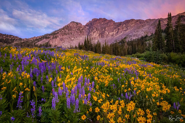 Wildflowers 