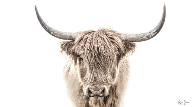 A rustic longhorn cattle with long hair is pictured in a sepia toned image and is straight on with one eye peering out from behind his brow. 