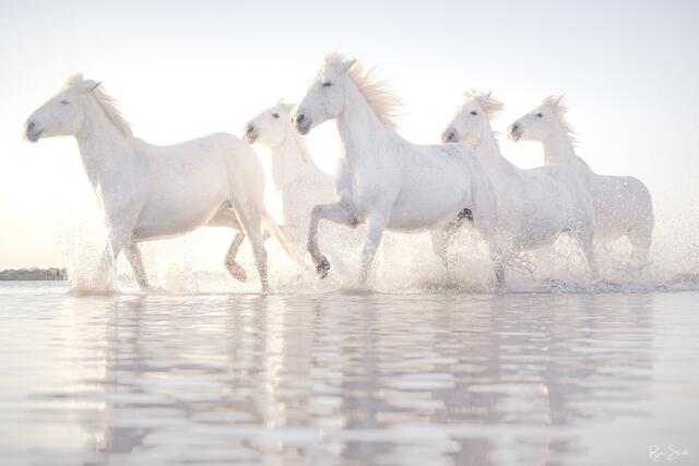 White Horses of Camargue - ICONS of France Photography Workshop 2027