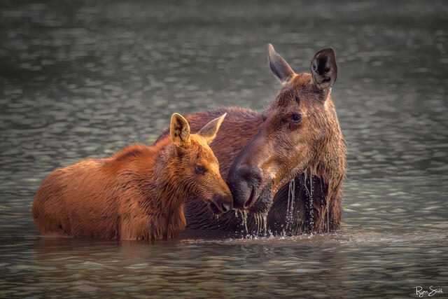 Baby Moose cuddles with a Cow Moose