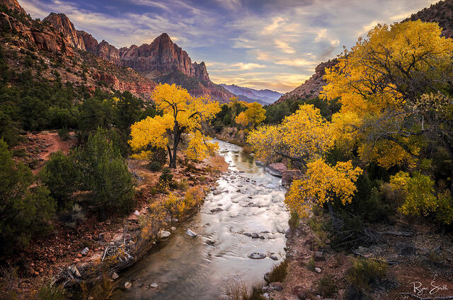 River flows through a canyon at Zion National Park at sunset with a large red rock formation in the background and yellow leaved trees surrounding the river.