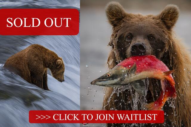 ICONS of Katmai -  Backstage Access and  Front  Row Seats with the Fishing Bears