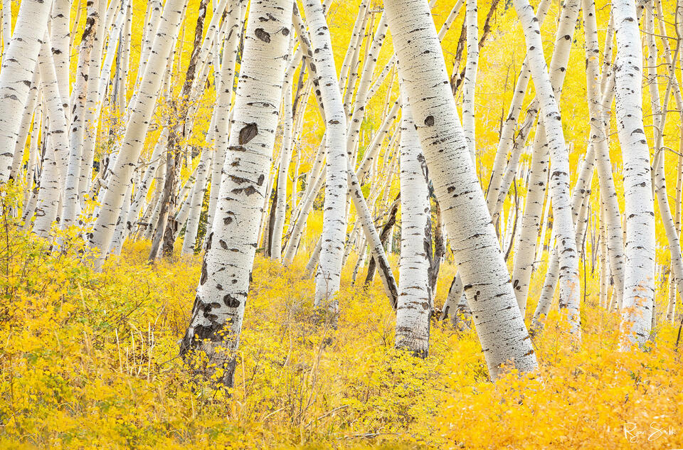 Aspen trees with white trunks in fall colors of yellow grow in all directions tilting back and forth with yellow brush on the floor of the aspen grove.