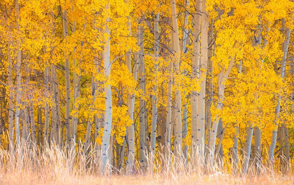 Bright yellow aspen trees and white tree trunks seen with no sky and pale tan grass covering the forest floor. 