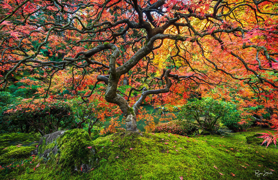 Twisted branches on a Japanese maple tree glow a bright orange and red with the ground covered in lush green moss. 