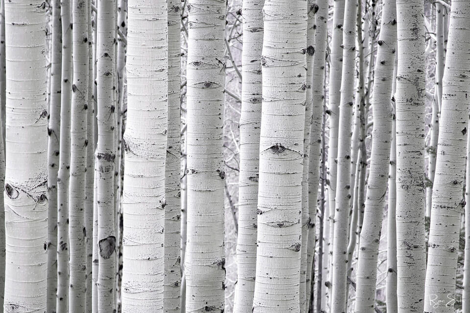 A dense forest of white aspen tree trunks are seen close up with no leaves left as an abstract photo.