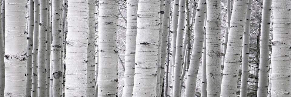 A dense forest of white aspen tree trunks are seen close up with no leaves left as an abstract ultrawide panoramic photo.