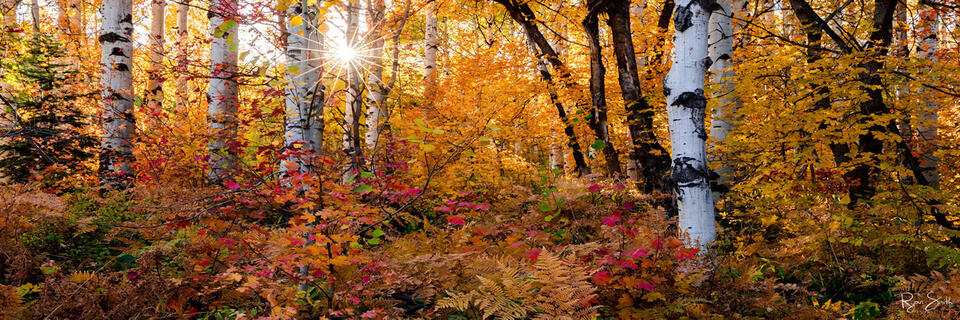 Aspen Sunburst Pano