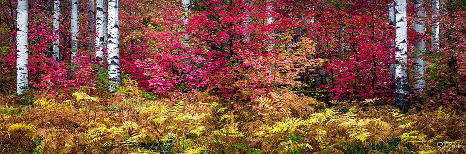 Red Fern Meadow Pano