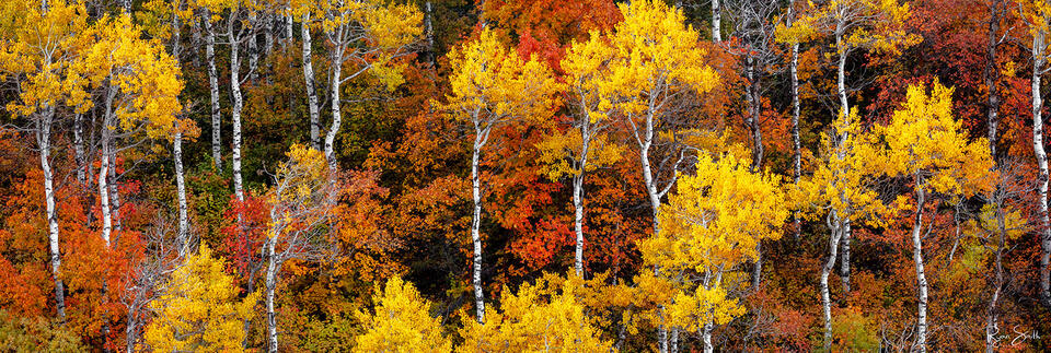 Forest is seen from above with many aspens with bright yellow leaves and white trunks and other trees with red and orange leaves.