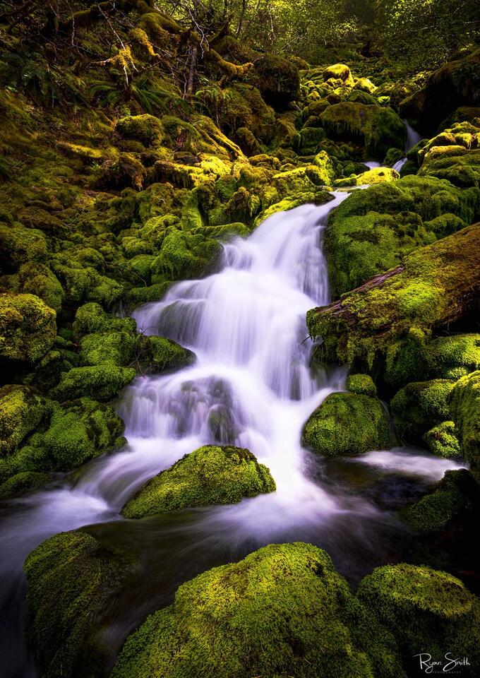 A waterfall rushes down the bright green, moss covered rocks in the old growth forest in Oregon.