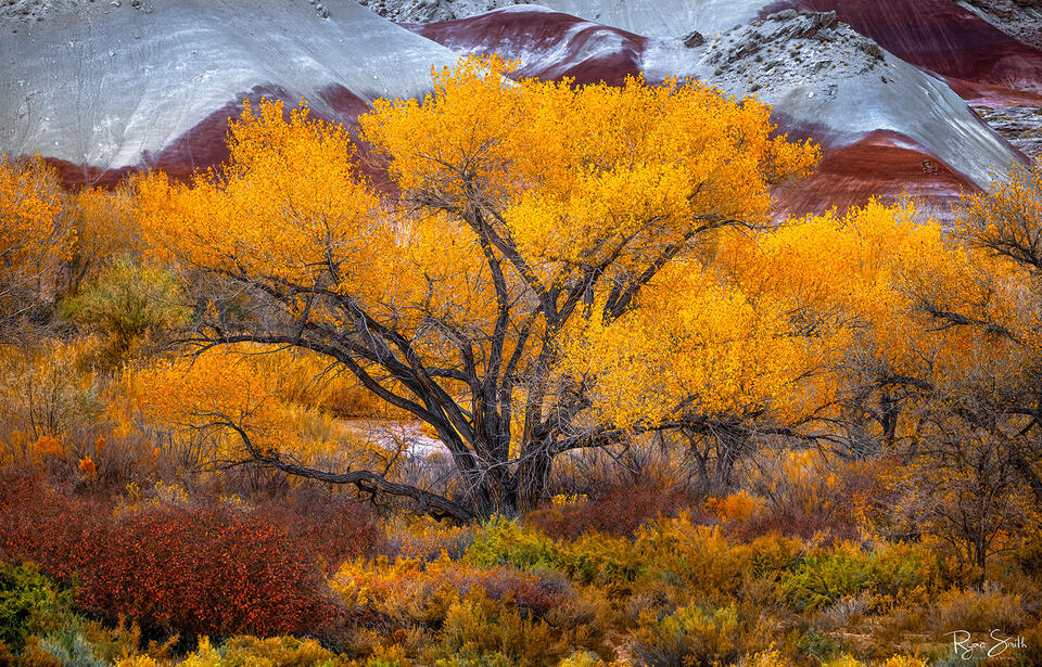 A large tree with brightly colored yellow leaves sits in front of red and white canyon walls with a carpet of fall colored brush. 