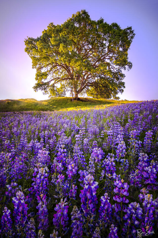 Lupine Tree Folsom