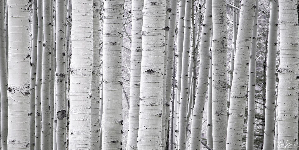 A dense forest grove of white aspen trees and aspen trunks are seen close up with no leaves left as an abstract panoramic photo.