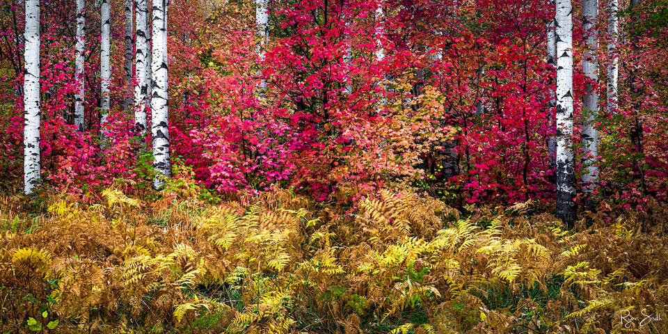 Red Fern Meadow