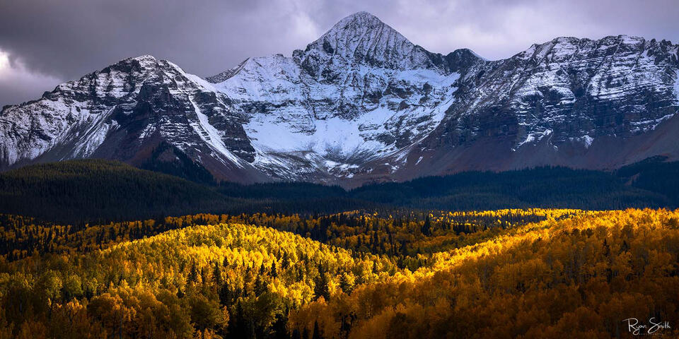 Panoramic view of a valley of bright yellow aspen trees is side lit by sunlight with spruce trees behind them leading to a large mountain covered with a light d