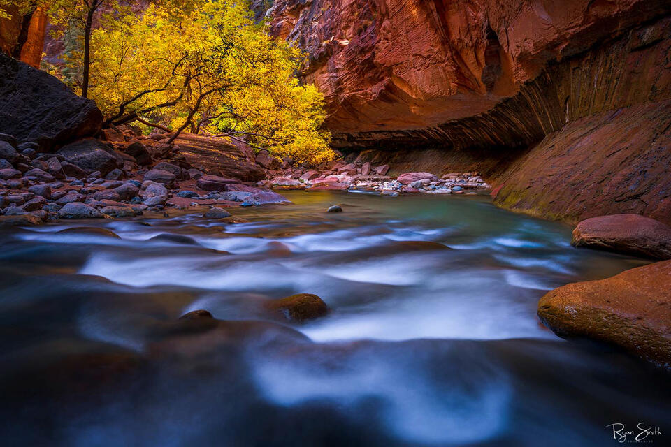 The emerald green river leads into the canyon with red walls and a yellow leaved tree just on the rocky bank.