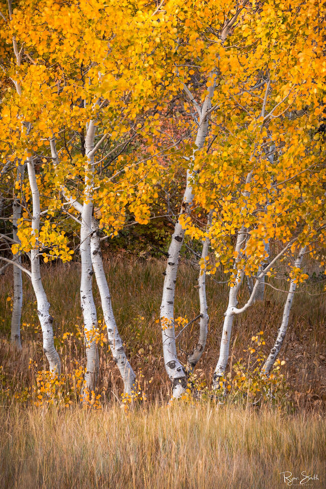Yellow Aspen 