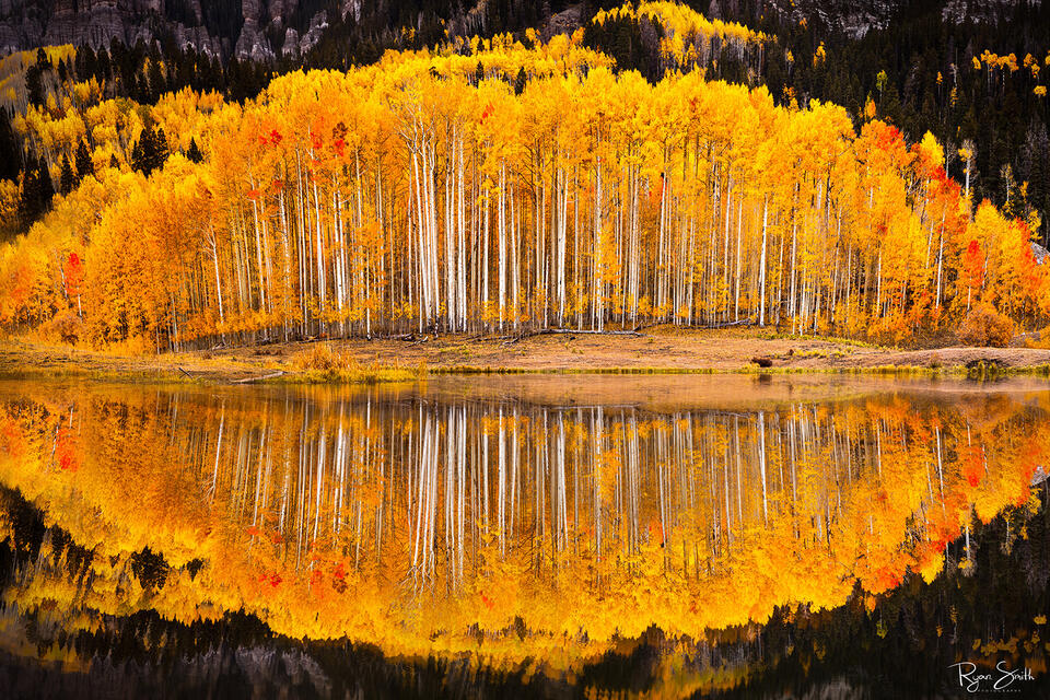 Bright yellow aspen grove on a hill reflecting on the water with the tallest white trunks in the middle and tapering to the sides shapes the scene like an eye. 