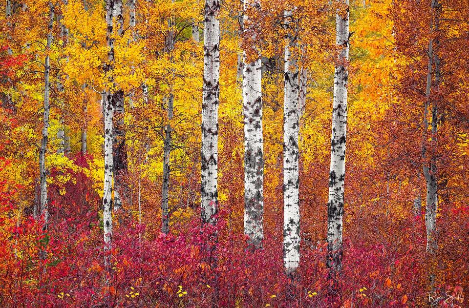Aspen trees with their white trunks and bright yellow leaves glow brightly above the red brush below on the forest floor.