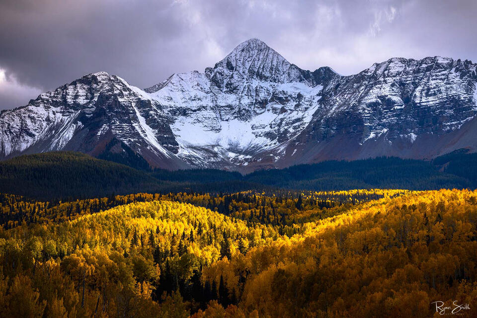A valley of bright yellow aspen trees is side lit by sunlight with spruce trees behind them leading to a large mountain covered with a light dusting snow.