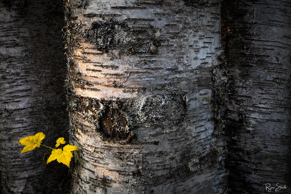 Birch Yellow