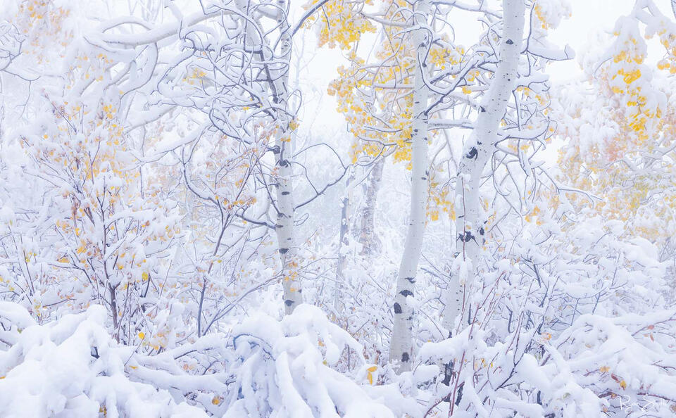 Scene with aspen trees with bright yellow leaves are covered in white as the snow falls. 