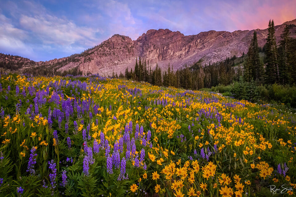 A meadow of yellow daisies and purple alpine lupine sits below mountains in Utah at sunset. 