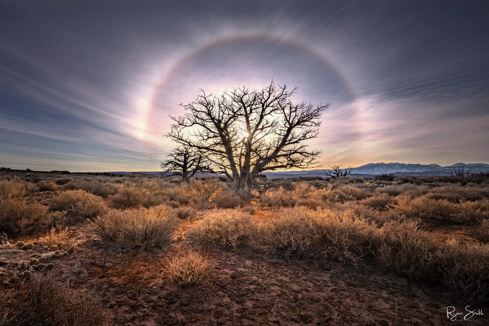 A halo of light around the sun that sits behind a tree shines above and around a lone, leafless tree in the bramble covered southwest landscape.
