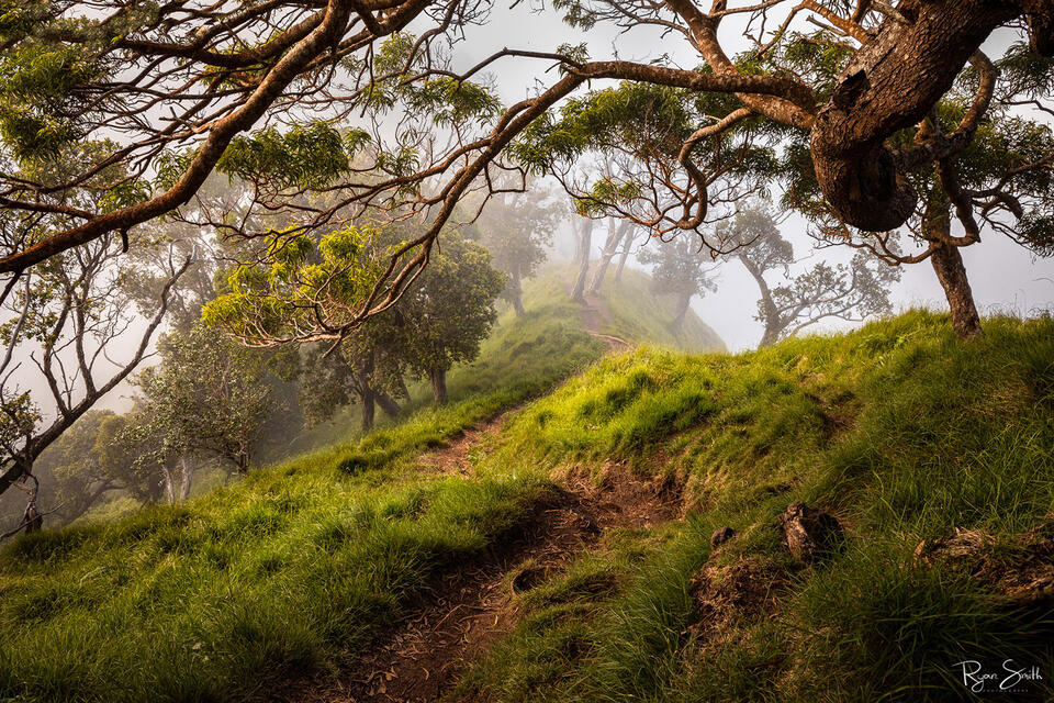 An enchanted forest on a ridge, large tree limbs are are shown up close with more trees in the distance covered in fog.